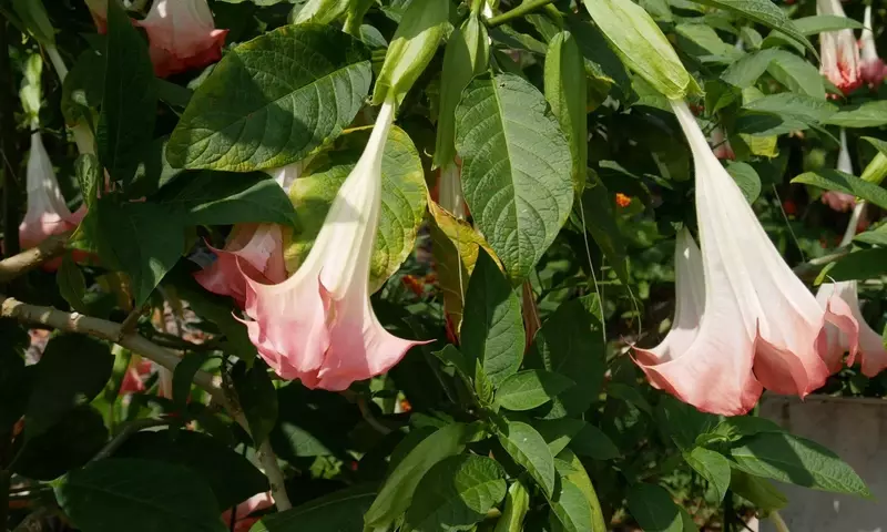 Descubriendo los Secretos del Floripondio: Una Guía Completa para su Cultivo Exitoso