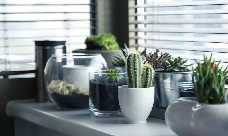 Embellezca su Hogar: Guía Definitiva para Decorar con Plantas