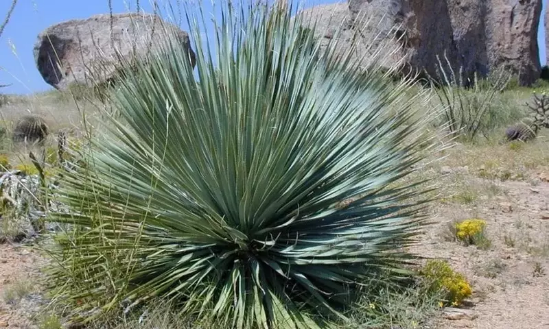 La Yucca: La Resistencia Encarnada en el Jardín