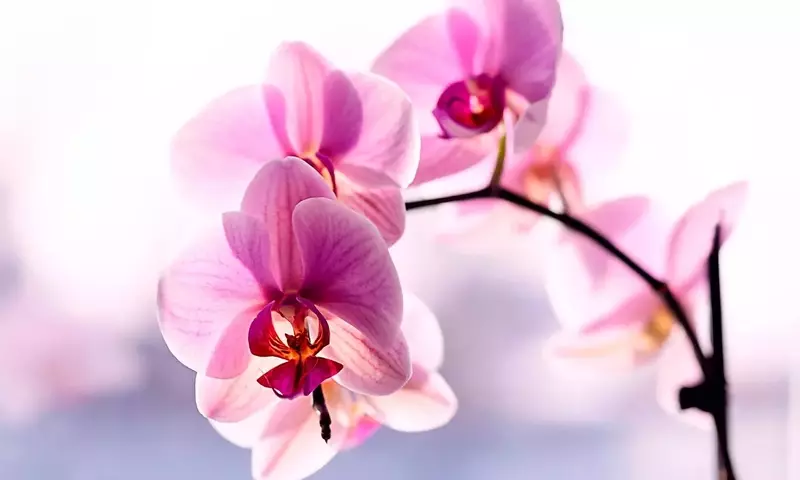 Guía Definitiva para el Cuidado de la Orquídea Phalaenopsis