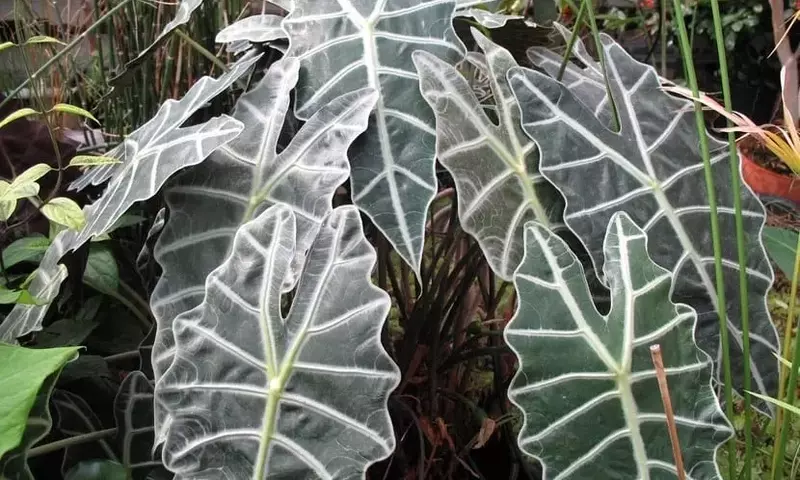 Alocasia: La Majestuosa "Oreja de Elefante" y sus Cuidados Esenciales