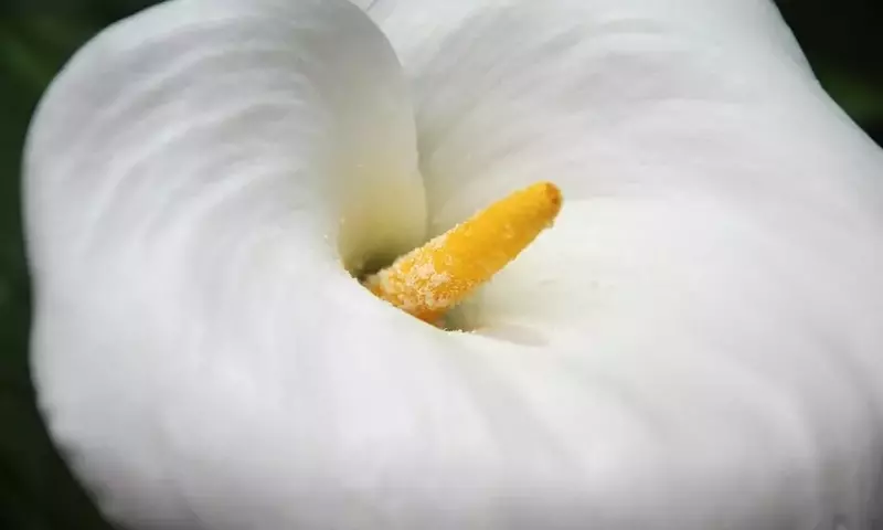 Guía Completa para el Cuidado de los Lirios de Agua: Secretos para un Jardín Floreciente