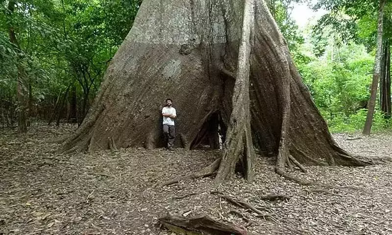 Anillos de Árboles en la Amazonía Revelan Intensificación de Extremos Climáticos