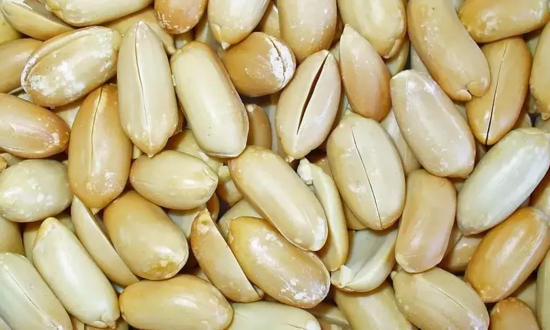 Guía Completa para el Cultivo y Beneficios del Cacahuete