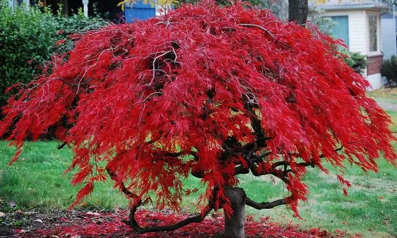 Árboles Excepcionales: Maravillas Naturales del Mundo