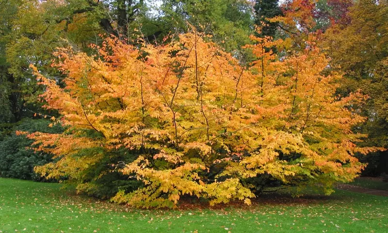 Parrotia persica: Un Árbol Excepcional por su Belleza y Resistencia