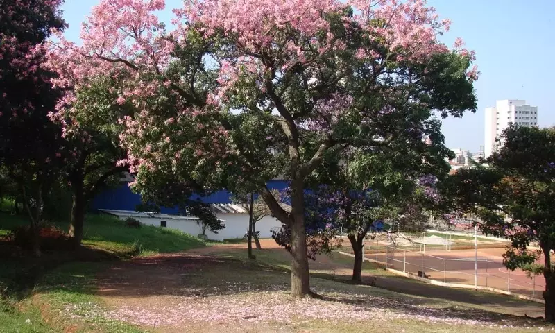 Chorisia Speciosa: Guía Completa de Cultivo y Cuidado para un Jardín Vibrante