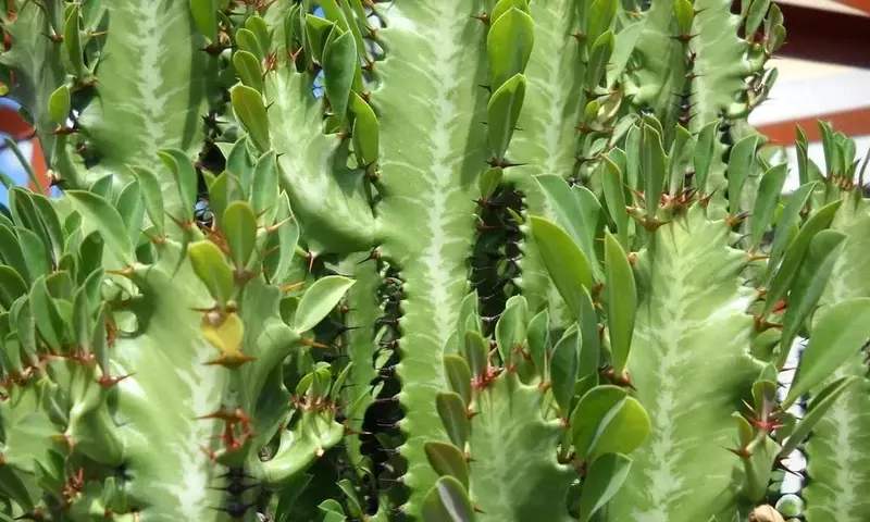 Guía para Identificar Plantas Comestibles en la Naturaleza y Evitar Riesgos