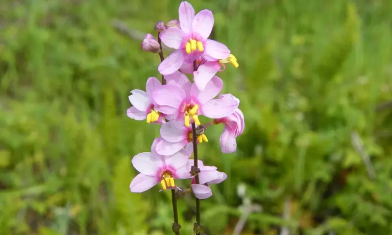 Ixia: La Flor Estrella de los Jardines