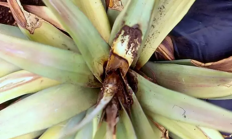 Estrategias Efectivas para Combatir Hongos en Plantas de Interior