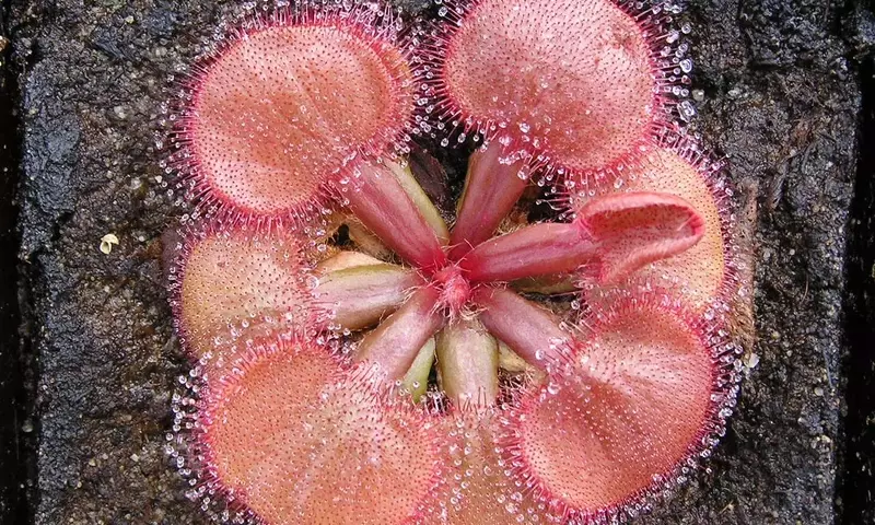 Descubriendo la Darwinia: El Exótico Arbusto de Flores Colgantes