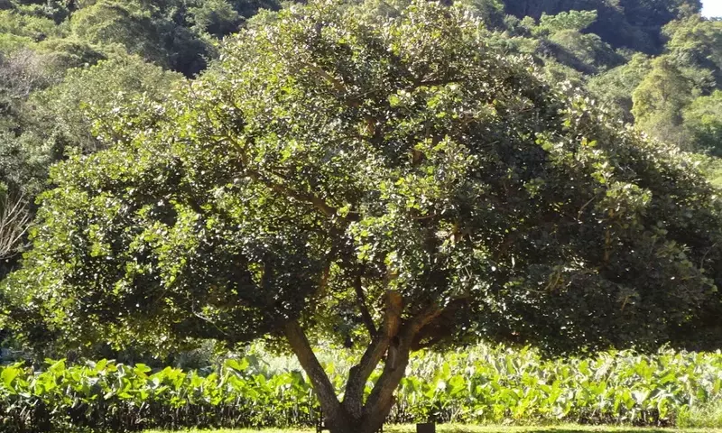 Eritrina Caffra: Guía Completa de Cultivo y Propiedades