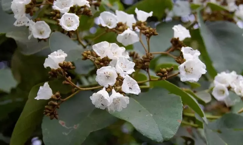Cordia Africana: El Árbol Excepcional de África