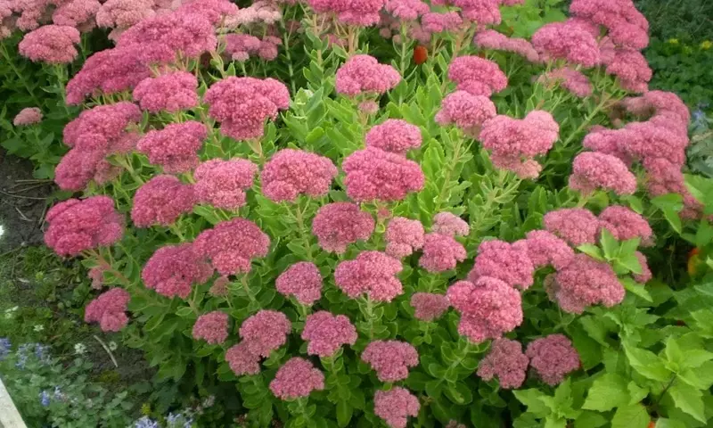 Guía para el Cultivo Exitoso de Sedum: Una Planta Versátil y de Bajo Mantenimiento