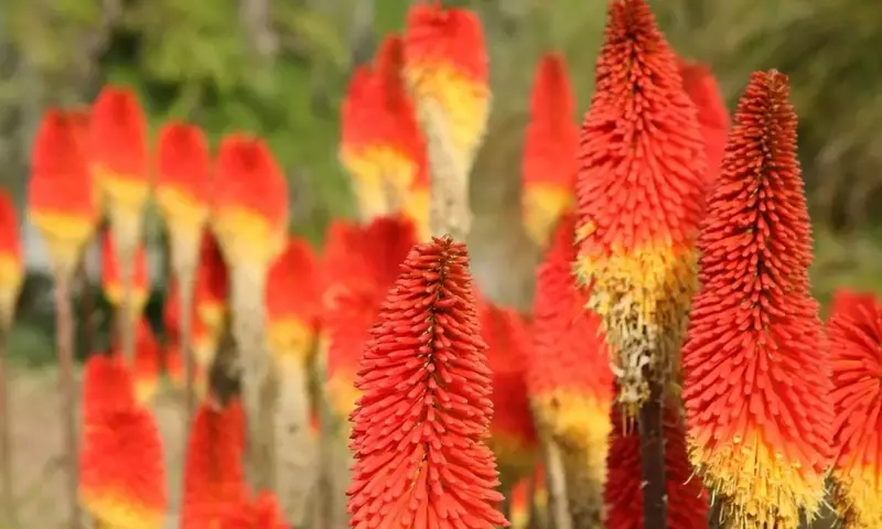 Guía Completa para el Cultivo y Cuidado de la Kniphofia (Planta Cohetes)