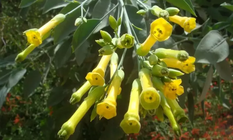 Guía Completa para el Cultivo y Cuidado de la Nicotiana Glauca