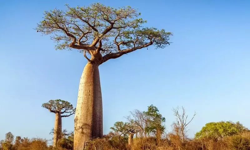Descubrimiento Asombroso: El Árbol Más Alto de África en el Kilimanjaro