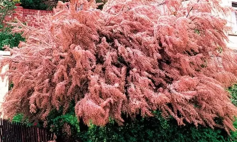 Tamariz: El Árbol Resiliente y Ornamentado para Cualquier Jardín