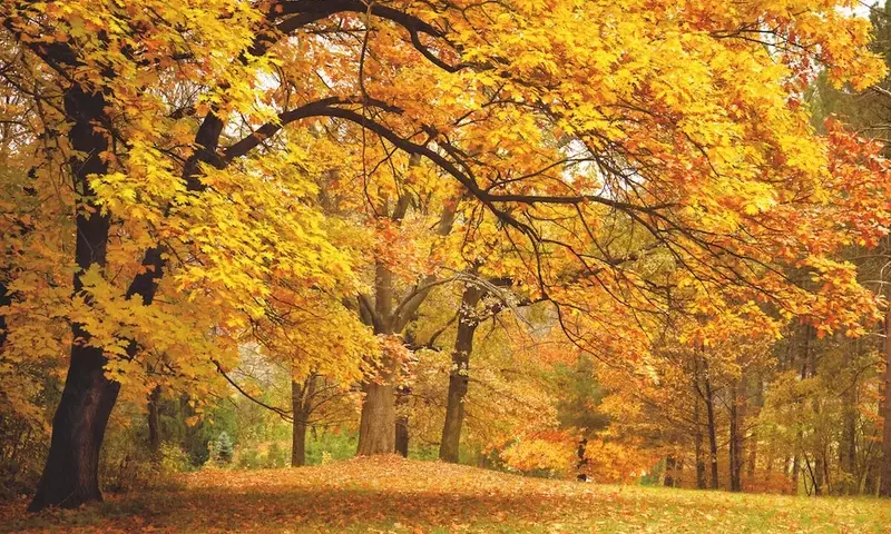El Arce Menor: Un Árbol Versátil y Resistente para Todo Jardín
