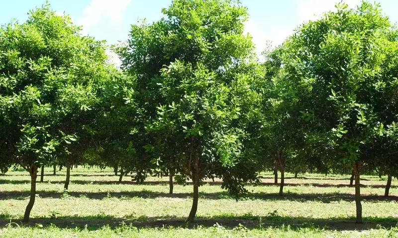 La Macadamia: Un Tesoro Botánico con Frutos Nutritivos