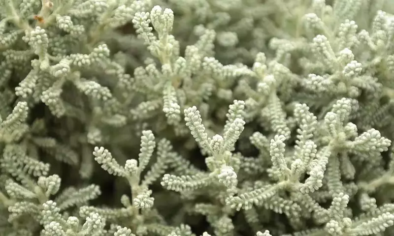 Santolina Chamaecyparissus: Un Tesoro Mediterráneo para Tu Jardín
