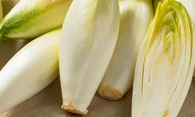 Guía Completa para el Cultivo Doméstico de Endivias: Secretos y Beneficios