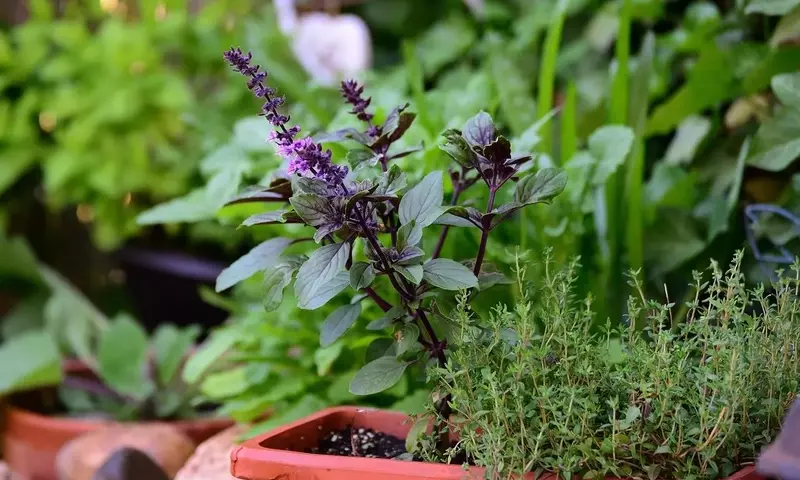 Un Mundo Aromático: Explorando las Diversas Variedades de Albahaca