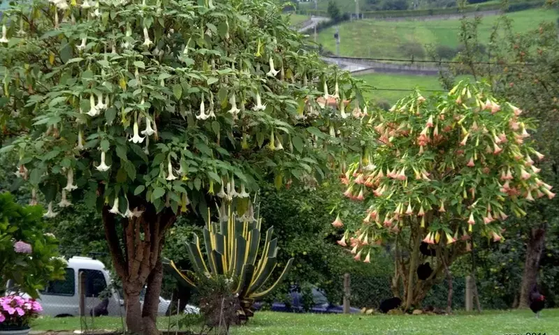 Brugmansia arbórea: Un Desglose Detallado de sus Requerimientos y Atributos Esenciales