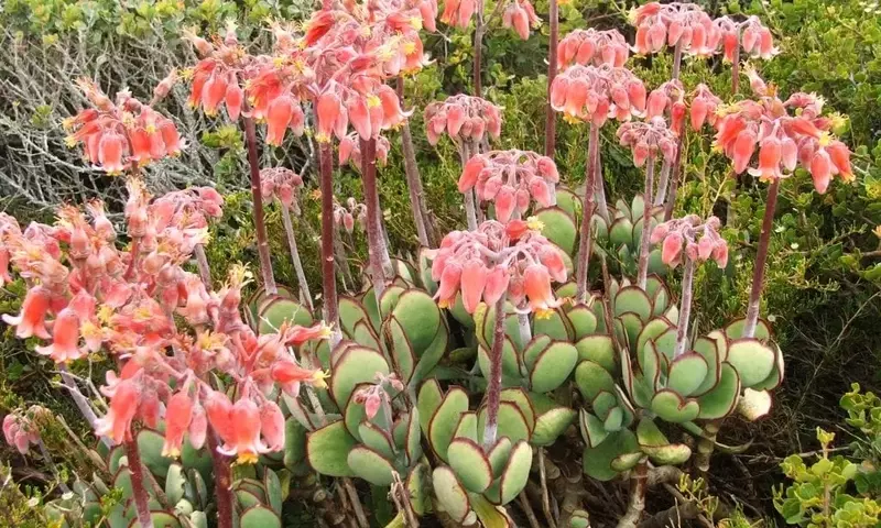 Guía Completa para el Cuidado del Cotyledon: Secretos de una Suculenta Resistente y Decorativa