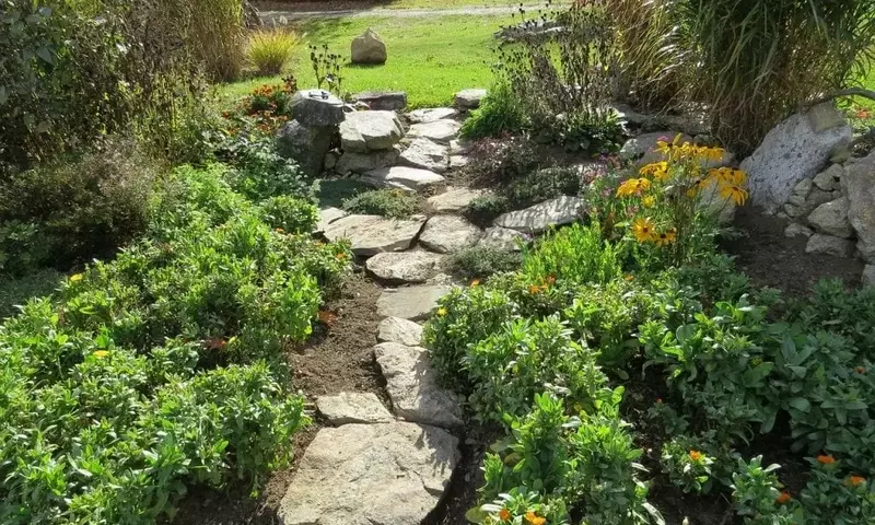 El Poder de las Plantas: Más Allá de la Decoración
