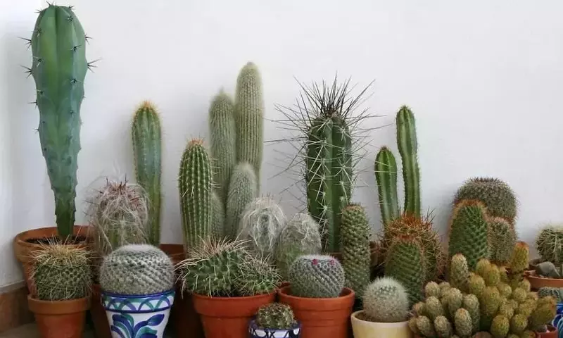 El Arte de Crear una Colección Botánica Personal