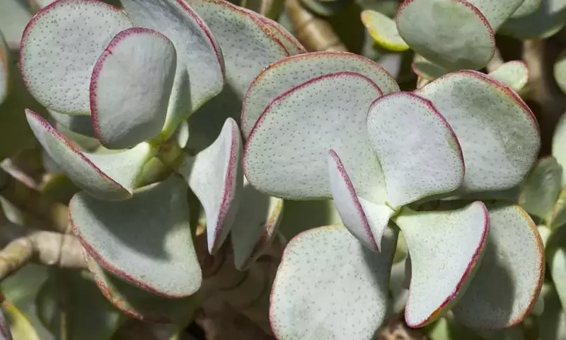 Crassula: La Suculenta Versátil y de Fácil Cultivo