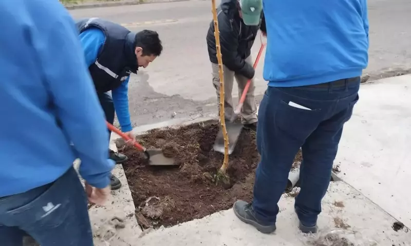 La Plena Relevancia de los Ciruelos: De la Preservación Natural a la Innovación Agrícola y el Desarrollo Urbano