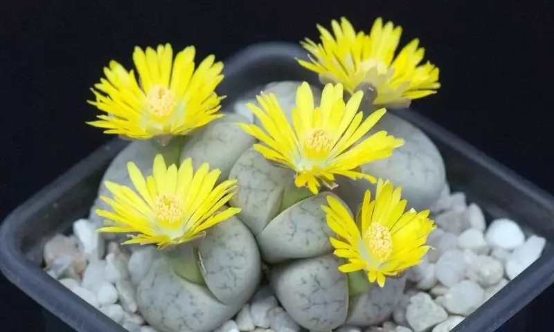 Desvelando los Secretos de las Piedras Vivas: Guía Completa de Cultivo de Lithops