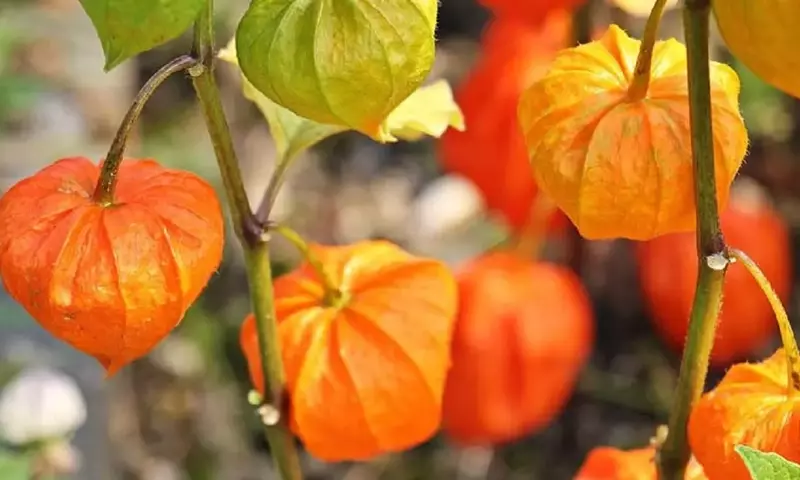 Guía Definitiva para el Cultivo y Mantenimiento del Physalis Alkekengi: La Linterna de Jardín