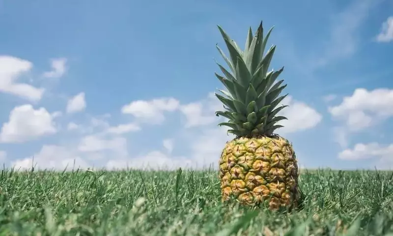 Cultivo y Cuidado de la Piña: Una Guía Detallada para Aficionados