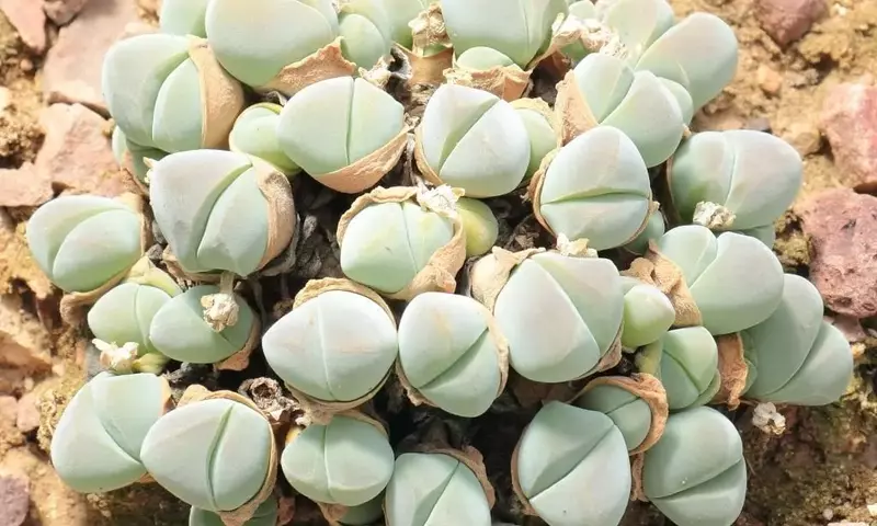 Gibbaeum: La Pequeña Suculenta de Sudáfrica y sus Secretos de Cultivo