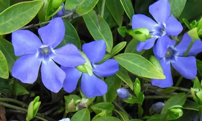 Descubre los Secretos de la Vinca Menor: Una Guía Completa para su Cultivo y Cuidado