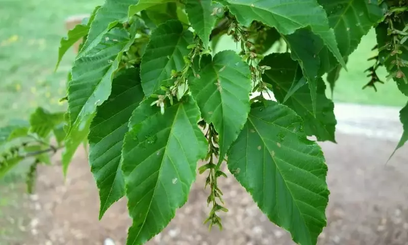 Guía completa para el cuidado del Arce David (Acer davidii)