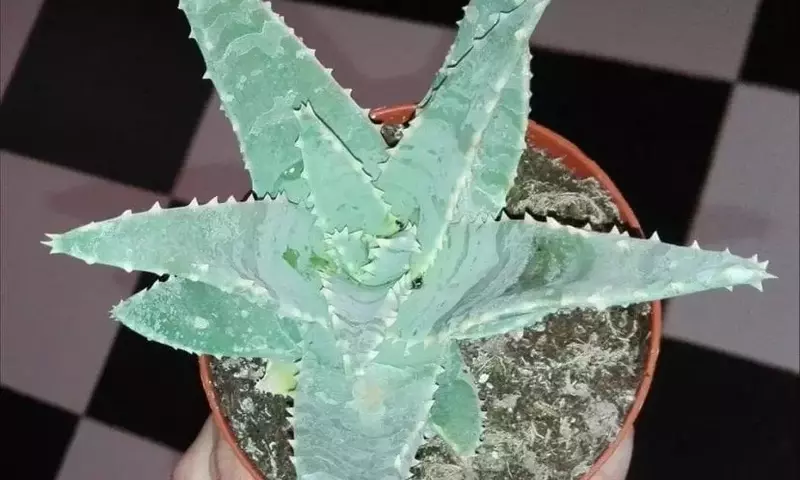 Aloe Pillansii: Una Joya Botánica en Peligro de Extinción