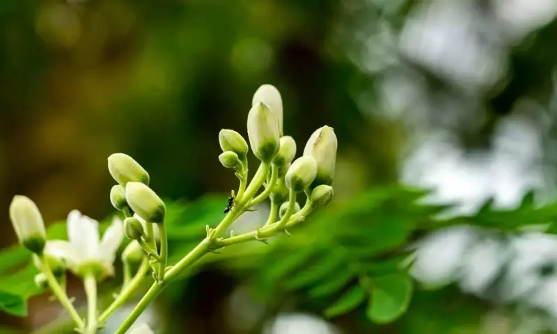 Selección de Árboles de Crecimiento Acelerado para Embellecer tu Jardín
