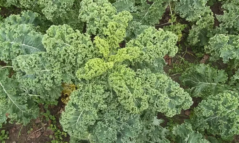 Guía Completa para el Cultivo de la Col Rizada: De la Siembra a la Cosecha