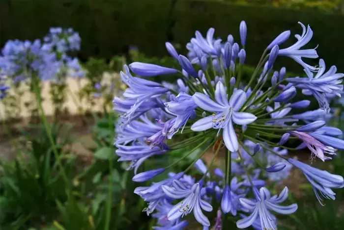 Agapanthus Africanus: El Encanto del Lirio del Nilo en su Jardín
