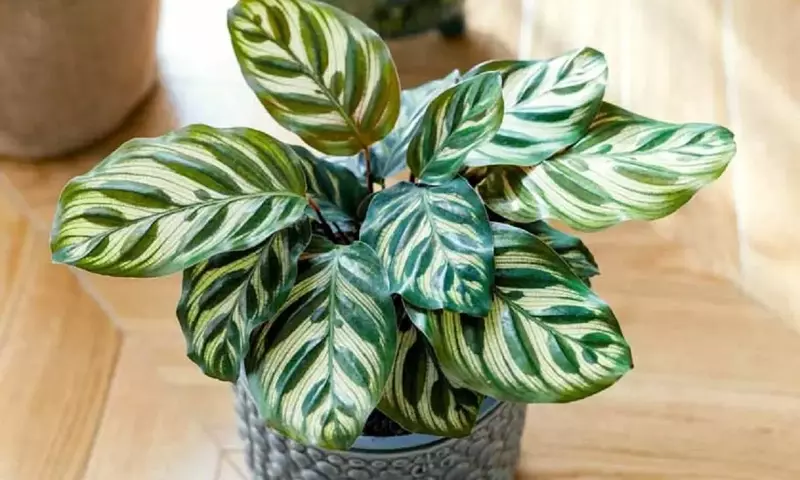 Calathea Peacock: La Danza Vibrante de la Naturaleza en tu Hogar