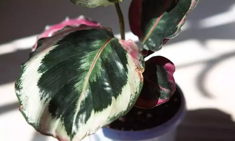 Calathea Lanceolata: Guía Esencial para el Cuidado y Mantenimiento de tu Planta Tropical