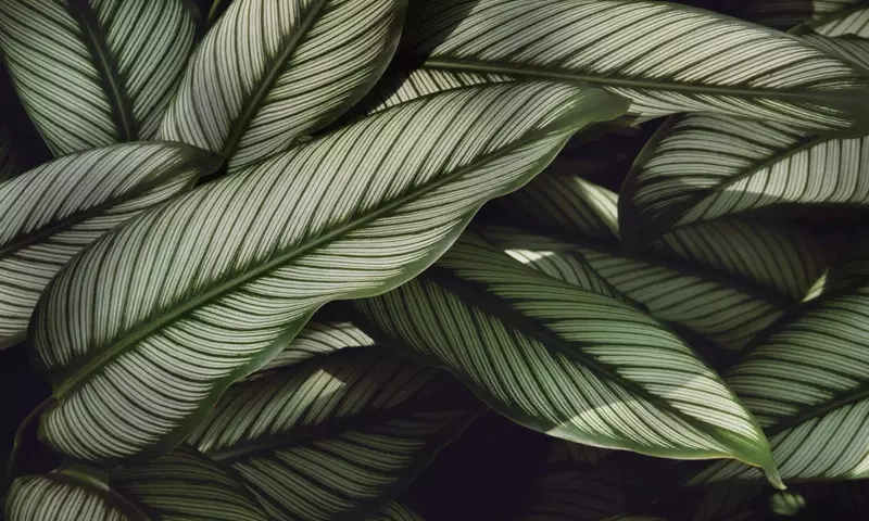 Calathea Undulata: Guía Completa para un Cultivo Exitoso