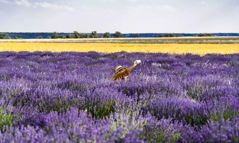 El Esplendor de la Lavanda en España: Un Equilibrio entre Turismo y Sostenibilidad Económica