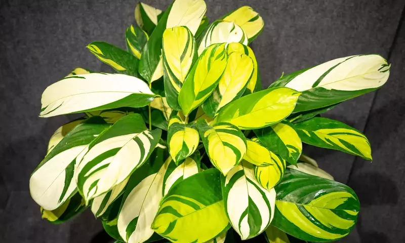 La Calathea Lubbersiana: Un Toque Tropical Exótico para tu Hogar