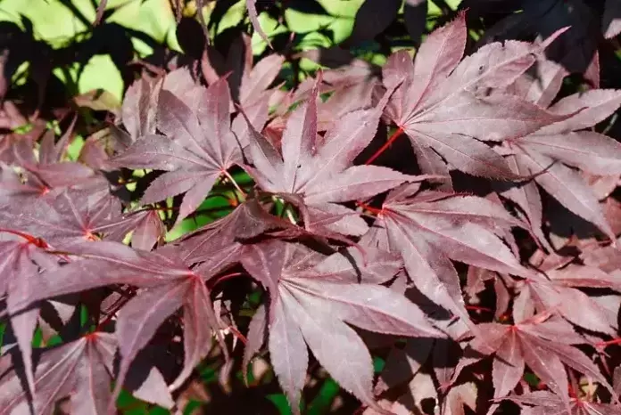 El Acer Palmatum Atropurpureum: Un Árbol Excepcional que Transforma el Jardín con su Vibrante Color