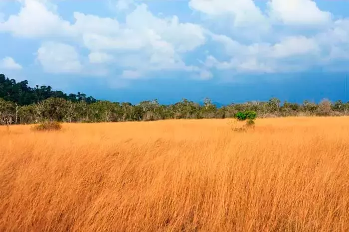 El Cambio Climático Remodela la Geografía de Cultivos: Un Desafío Global para Alimentos y Madera